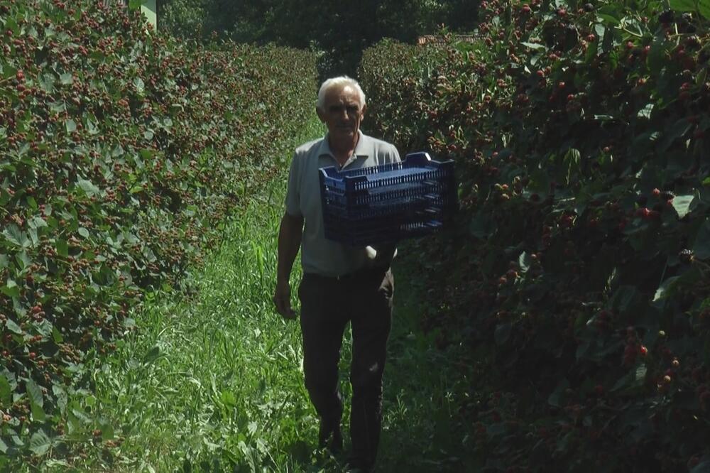 MALINARI SE OBOGATILI OVE GODINE: Zarađivali i do milion dinara za dan, konačno zadovoljno trljaju ruke (FOTO)