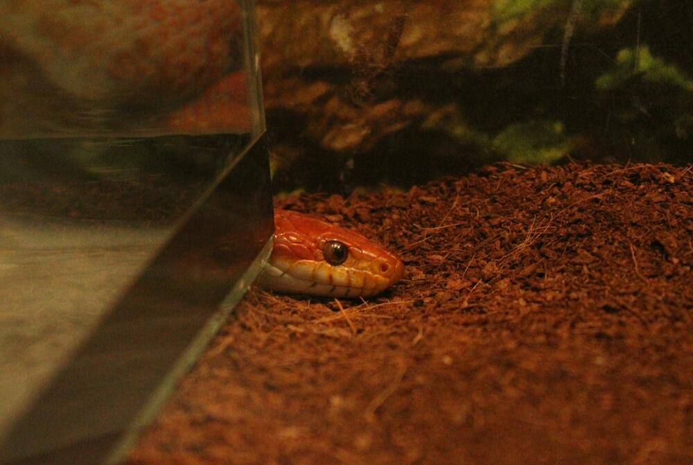 Gmizavcima najbolje na vrućini