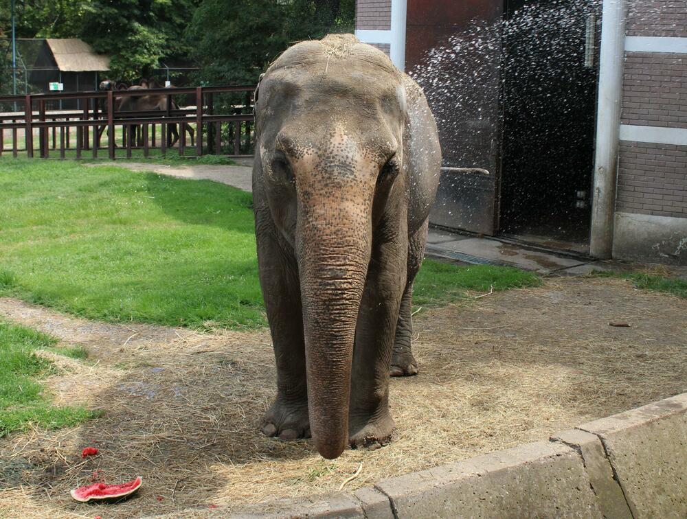 Slonica Tvigi koja se kupa