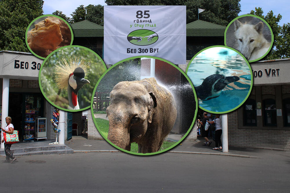 KOJIM ŽIVOTINJAMA VRUĆINA PRIJA, A KOJE JE NE PODNOSE? U ZOO VRTU smo prisustvovali kupanju SLONICE TVIGI (VIDEO)