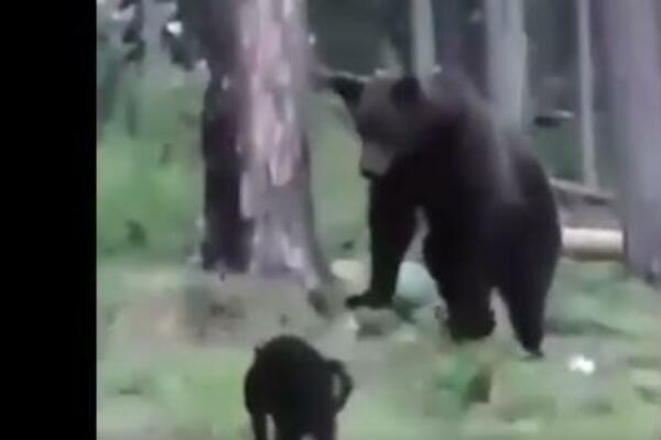 ŠTA SE DESI KADA MAČKA PRIĐE MEDVEDU: Ovaj snimak će vas šokirati (VIDEO)