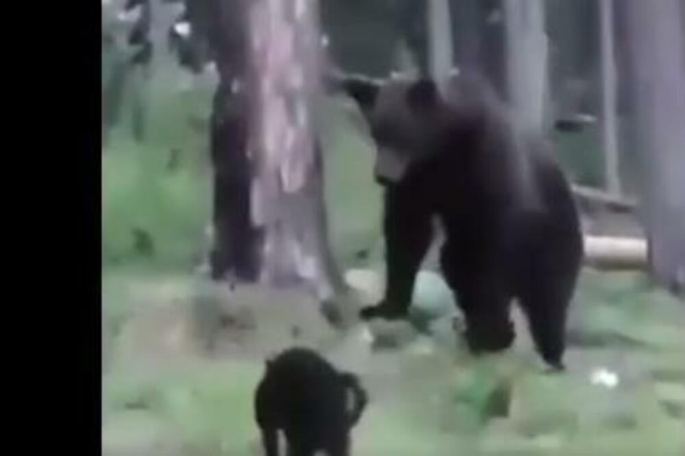 ŠTA SE DESI KADA MAČKA PRIĐE MEDVEDU: Ovaj snimak će vas šokirati (VIDEO)