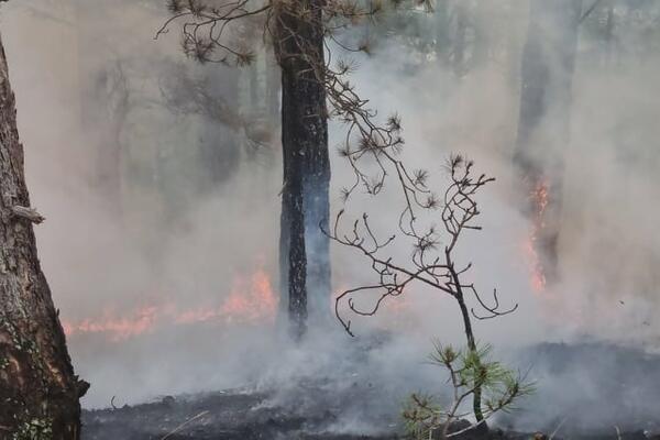 GLEDAMO KAKO NAM ŠUMA GORI PRED OČIMA! Meštani sela Draglica ne znaju kako da se izbore sa vatrenom STIHIJOM (FOTO)