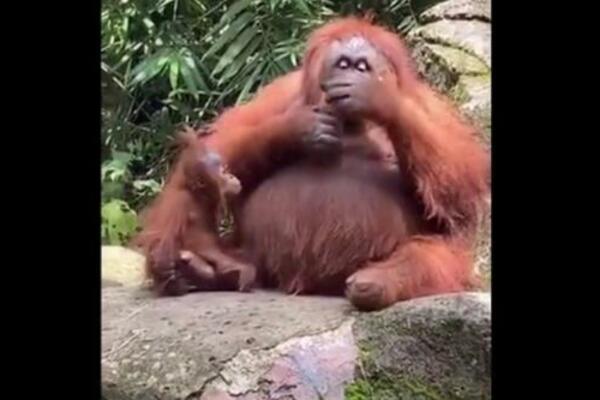 NAJMAGIČNIJI MOMENAT ZABELEŽEN KAMEROM U 2021. GODINI: Ženi ispale naočare u ZOO VRTU, ostatak je ISTORIJA (VIDEO)