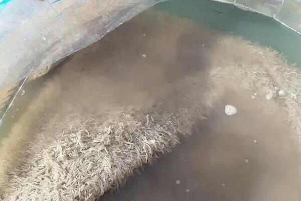 DA LI BISTE POVEROVALI? Lako očistite TEPIH uz NEVIĐENU dosetku, ovo se RETKO VIĐA!