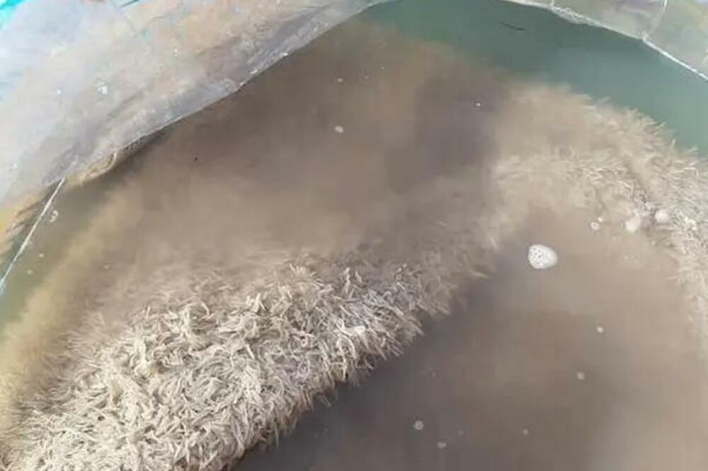 DA LI BISTE POVEROVALI? Lako očistite TEPIH uz NEVIĐENU dosetku, ovo se RETKO VIĐA!