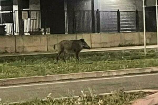VEPAR MRTAV LADAN ŠETA NOVIM SADOM: Ovo nije 1. put, pre 4 godine, jednog je policija JURILA pa se sakrio u LOKAL