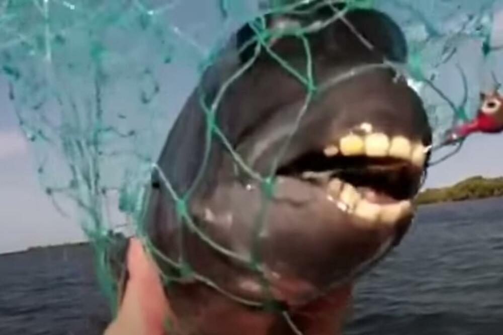 RIBA SA LJUDSKIM ZUBIMA UPECANA U AMERICI! Dobila je specifičan naziv upravo zbog svojih ZUBA! (VIDEO)