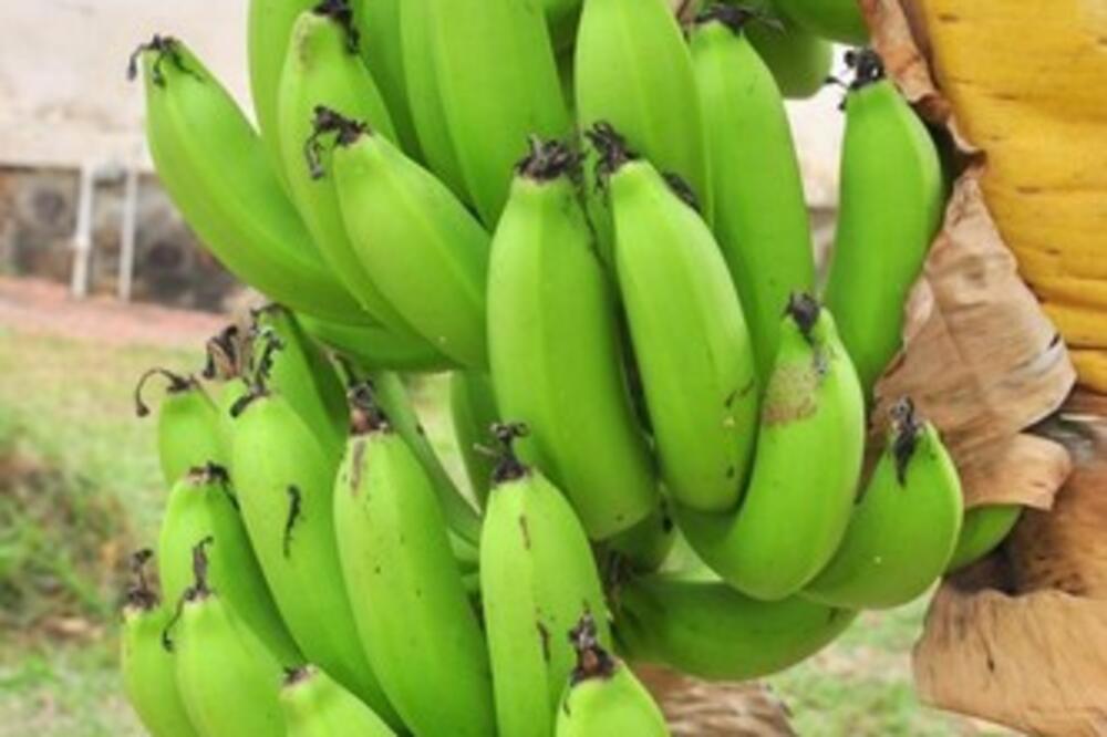 JESTE LI ČULI ZA PLANTANA BANANE? Nama su poznate pod drugim nazivom, a da li znamo koliko su bitne za ZDRAVLJE?