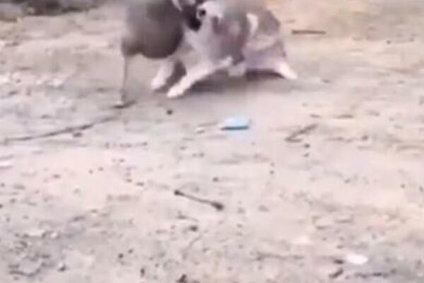 HIT SNIMAK KOJI ĆE VAM NATERATI SUZE NA OČI: Tuča psa i guske, u OVAKAV kraj ne biste VEROVALI! (VIDEO)