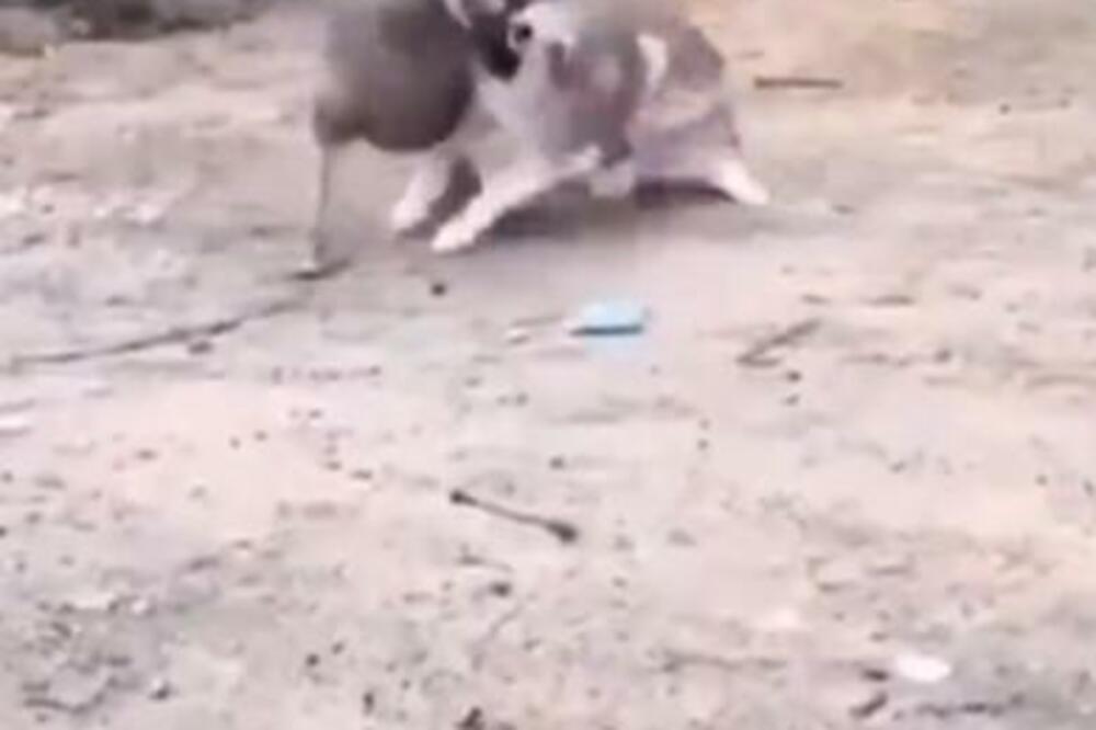 HIT SNIMAK KOJI ĆE VAM NATERATI SUZE NA OČI: Tuča psa i guske, u OVAKAV kraj ne biste VEROVALI! (VIDEO)