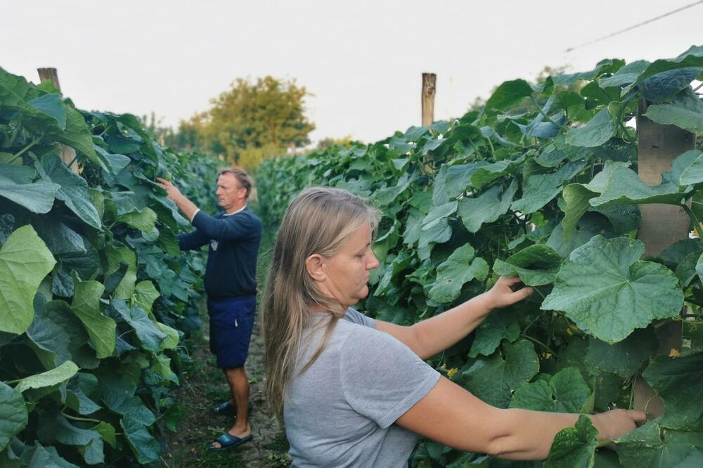 SVETLANA I NJEN MUŽ ZARAĐUJU VIŠE OD 1.000 EVRA MESEČNO, A NISU ZAPOSLENI! Gaje povrće koje rađa kao iz VODE (FOTO)