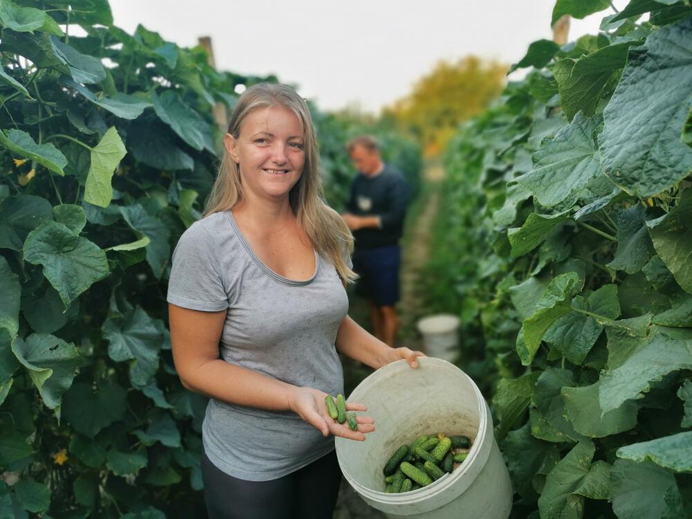 Kornišoni, Krastavci