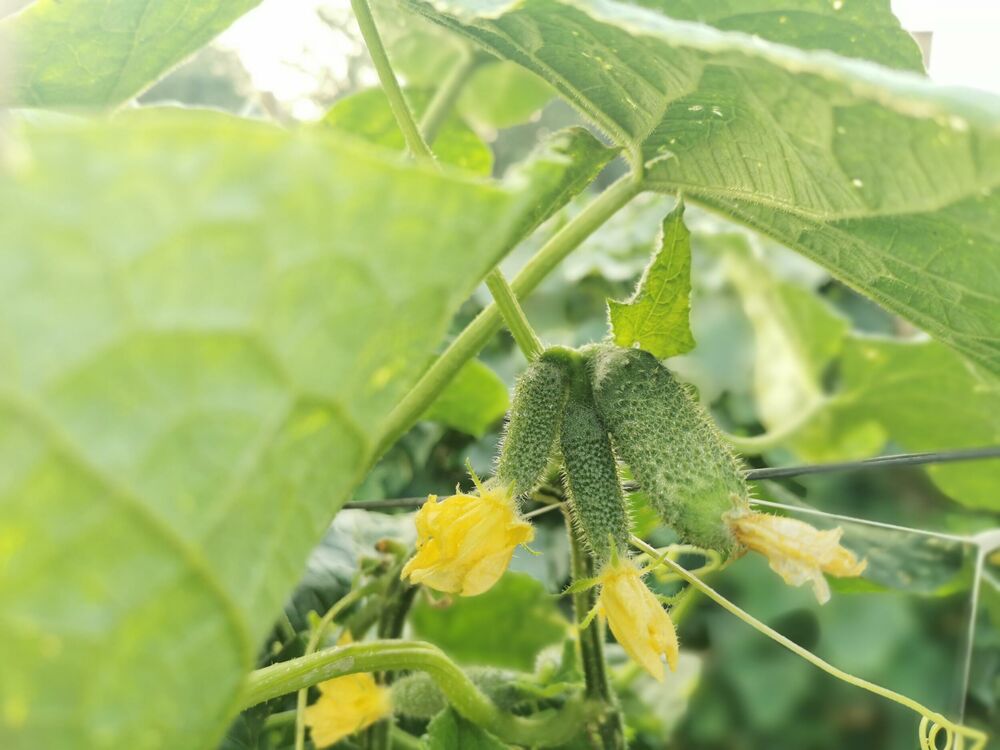 Kornišoni, Krastavci