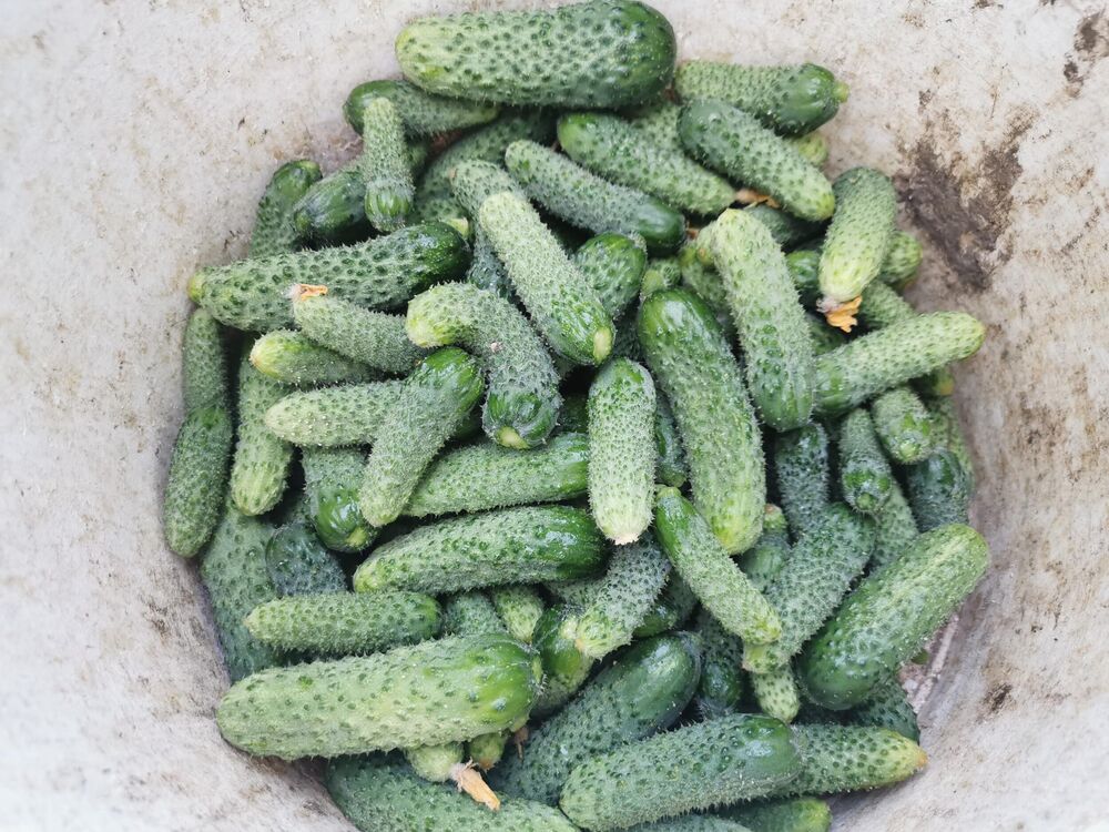 Kornišoni, Krastavci