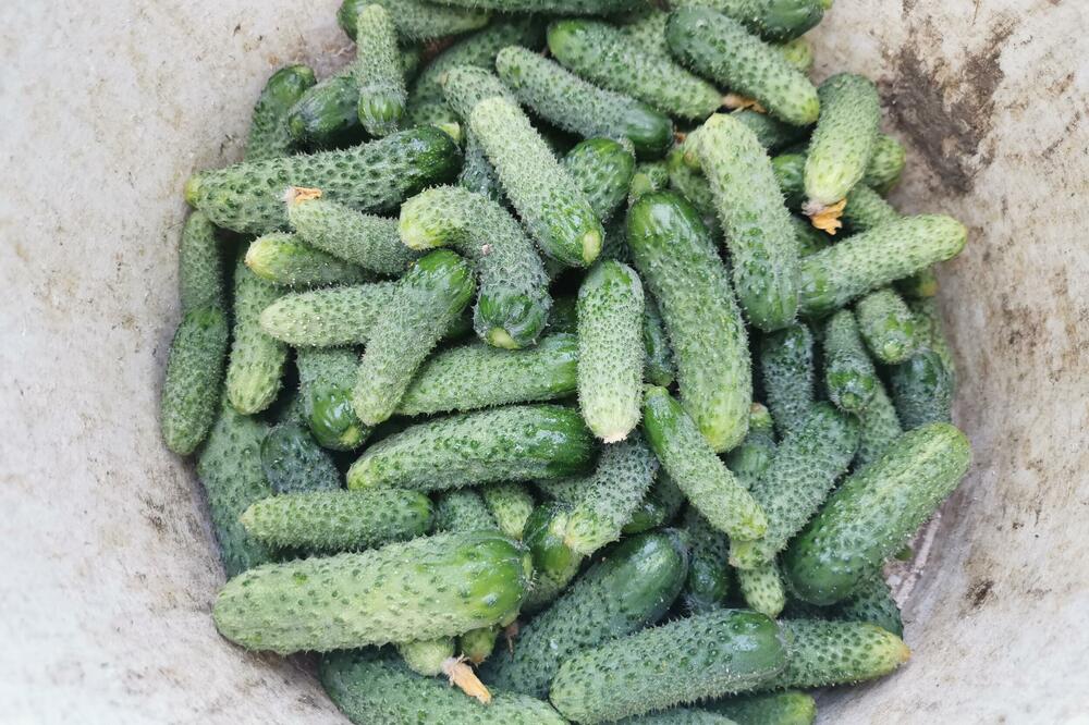 Krastavci zaraženi salmonelom, raste broj hospitalizovanih! Stiglo hitno upozorenje