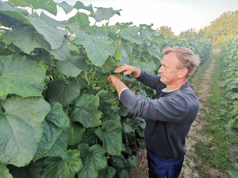 Uzgoj krastavaca / ilustracija