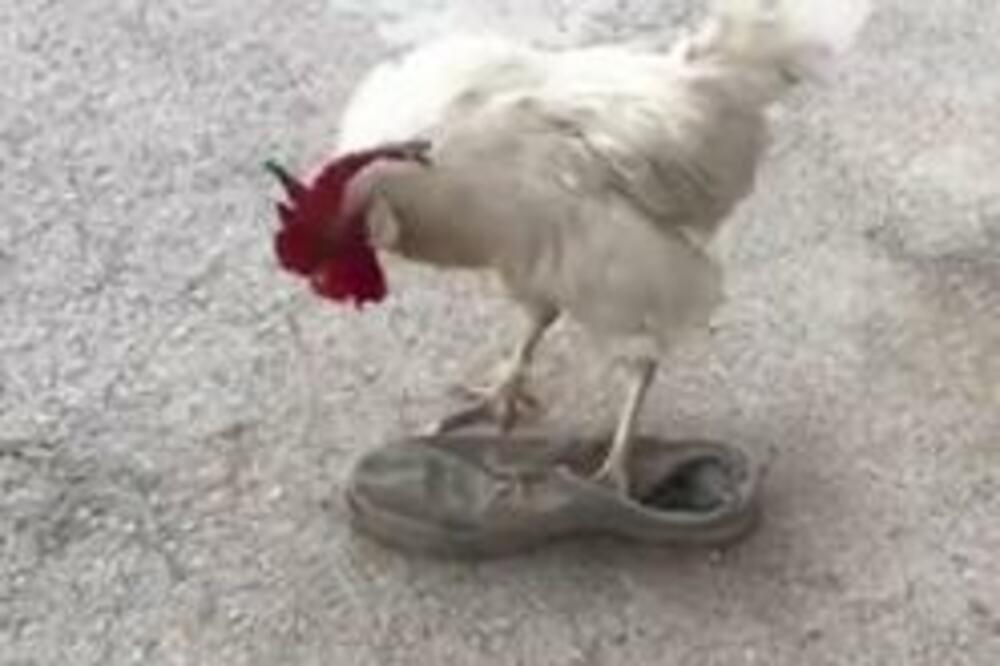 SNIMLJEN NAJPERVERZNIJI PETAO NA SVETU: Kad vidi CIPELU, radi nešto SRAMNO I NESHVATLJIVO (VIDEO)