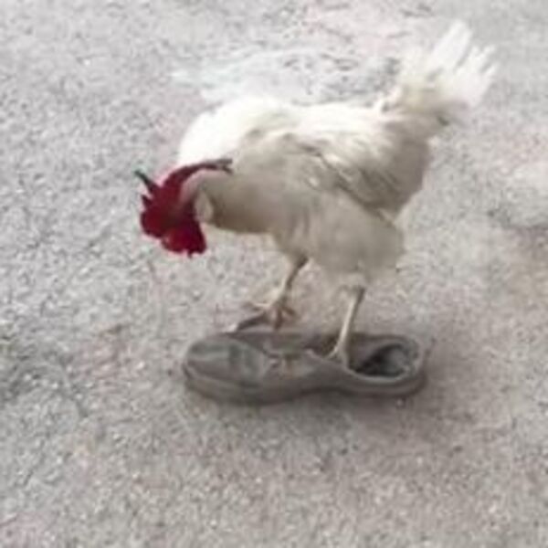 Najjači vic koji ćete svakodnevno prepričavati svuda: Došao seljak na pijacu da proda petla...