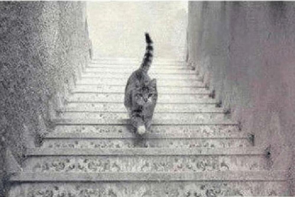 DA LI MAČKA IDE GORE ILI DOLE? Odgovor na ovo pitanje će vam otkriti KLJUČNU STVAR O VAMA