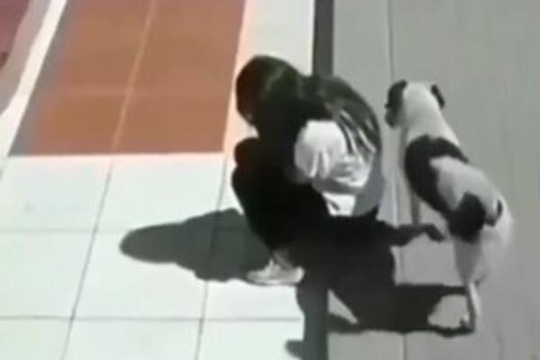 DEVOJKA JE SEDELA NA STEPENICAMA I PLAKALA: Prišao joj je pas i učinio nešto što će vas ostaviti BEZ REČI! (VIDEO)