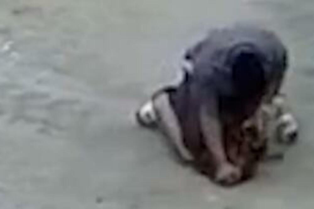 ČOVEKA JE NAPAO OPASAN PAS NA ULICI: Nekoliko sekundi kasnije, desila se stvar koju NIKO NIJE OČEKIVAO! (VIDEO)