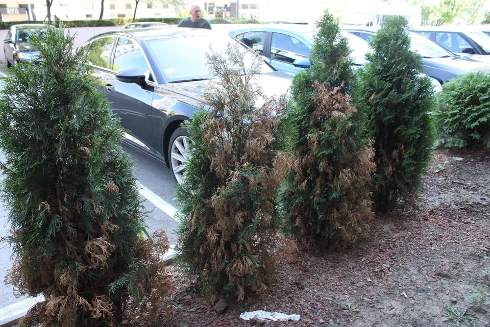 Osušene tuje zbog tečnosti