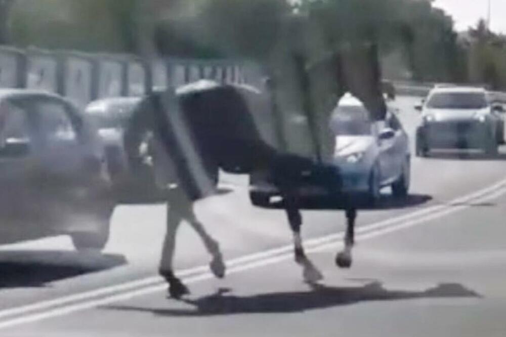 KONJ JURI BEOGRADOM, VOZAČI U ŠOKU! Ovaj prizor paralisao je prestonicu (VIDEO)