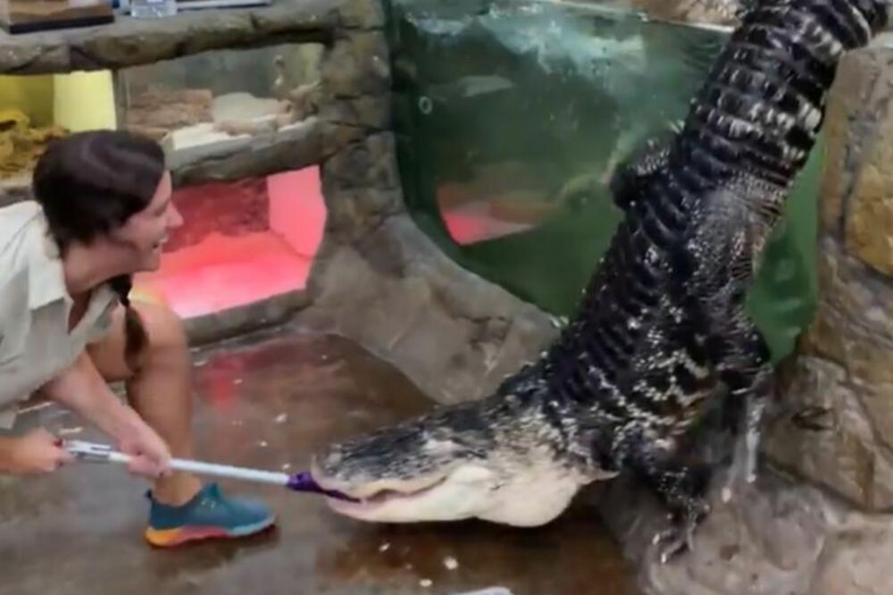 OVAJ KROKODIL JE POSTAO TIKTOK ZVEZDA! Svi su bili u neverici zbog onoga što je uradio, A SADA IMA FANOVE (VIDEO)