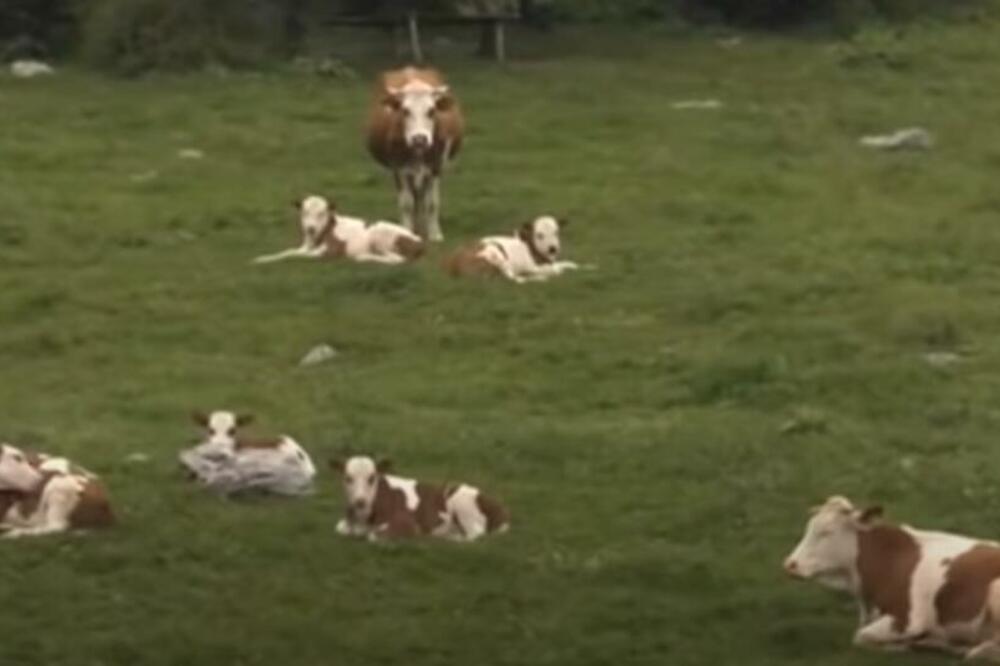 POMOĆ ZA ŽIVOTINJE: Na Suvu planinu stiže cisterna Vojske Srbije za žedna krda krava i konja