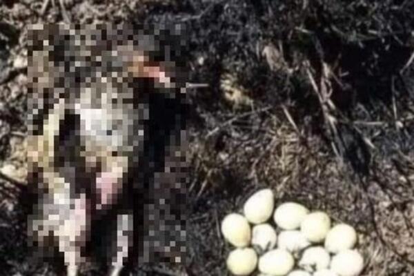 SVI SU IZGORELI, PRIZOR KOJI SLAMA SRCA: Majka odbila da napusti ptiće pa IZDAHNULA kraj njih! (FOTO)