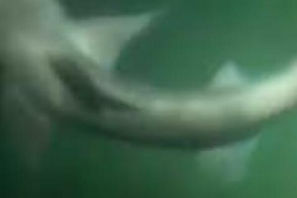 OTIŠAO NA NOĆNO KUPANJE, OSETIO DA GA NEŠTO DODIRUJE: Nije mogao da veruje svojim očima (VIDEO)