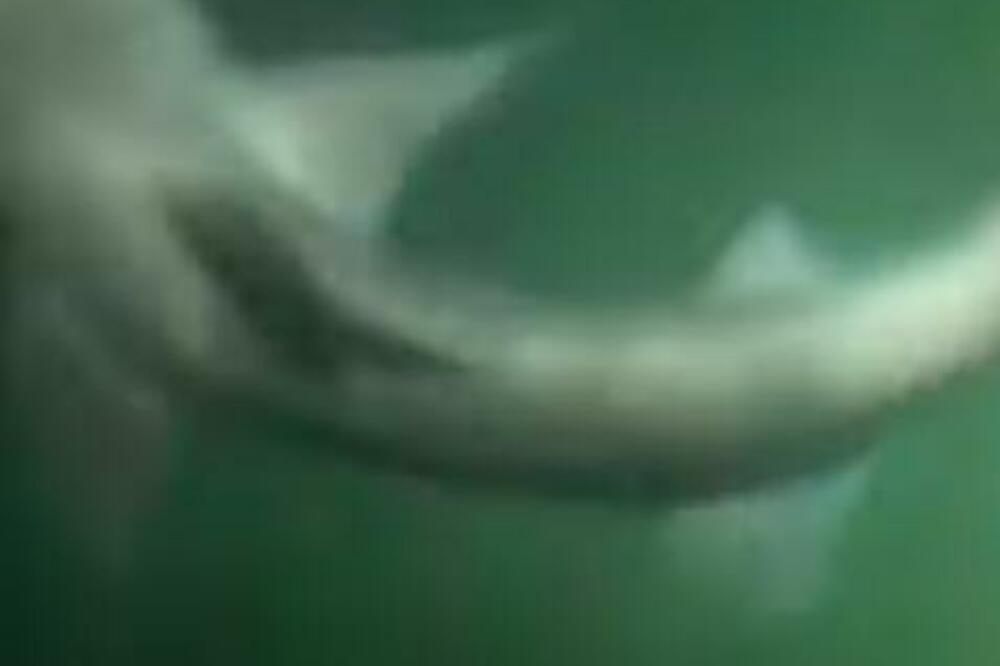 OTIŠAO NA NOĆNO KUPANJE, OSETIO DA GA NEŠTO DODIRUJE: Nije mogao da veruje svojim očima (VIDEO)