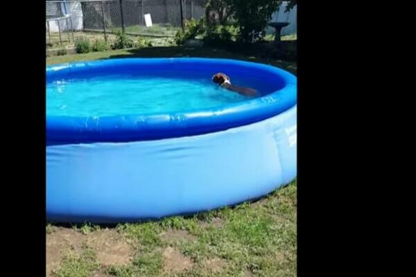 OVAJ PAS PROSTO OBOŽAVA BAZEN, TEŠKO GA JE IZVUĆI ODATLE: Vlasnica jedina ZNA šta ga MAMI NA IZLAZAK! (VIDEO)