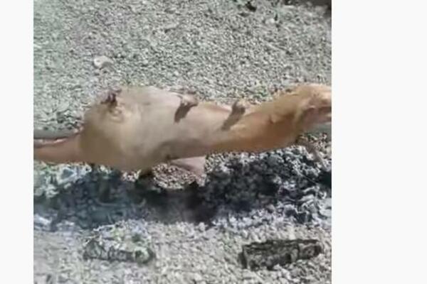 PARADAJZ TURIZAM JE OTIŠAO U ISTORIJU: Na plaži JAZ je OBRNUTA ŽIVOTINJA! Sve se DIMILO na ŽESTOKOM SUNCU! (VIDEO)