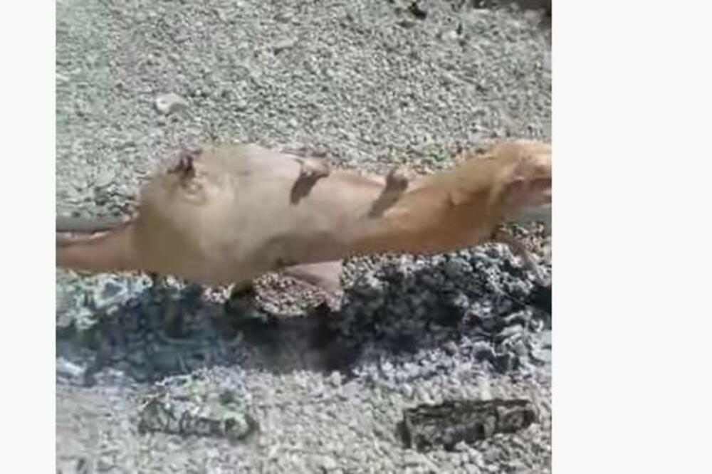 PARADAJZ TURIZAM JE OTIŠAO U ISTORIJU: Na plaži JAZ je OBRNUTA ŽIVOTINJA! Sve se DIMILO na ŽESTOKOM SUNCU! (VIDEO)