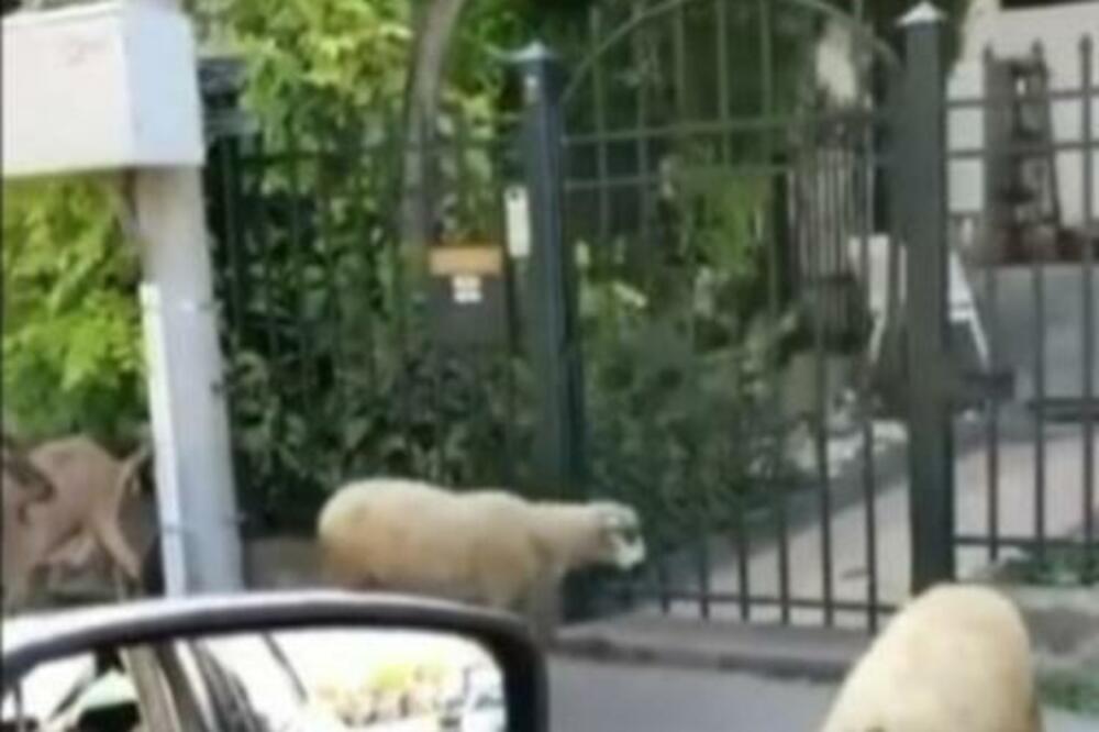 KAKVA SCENA NA BEŽANIJI: Životinje "paradirale" kraj puta, sve snimljeno (FOTO)