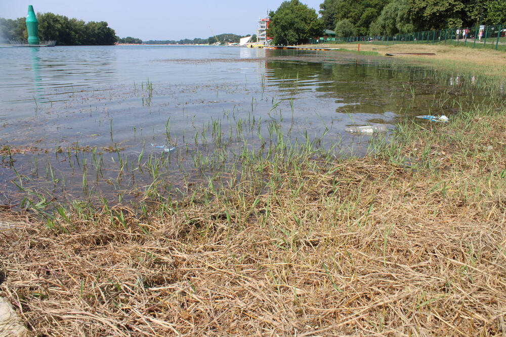 NA ADI CIGANLIJI SE POJAVILE OGROMNE ŽIVOTINJE: Dvljina usred Beograda, šok prizori! (VIDEO)
