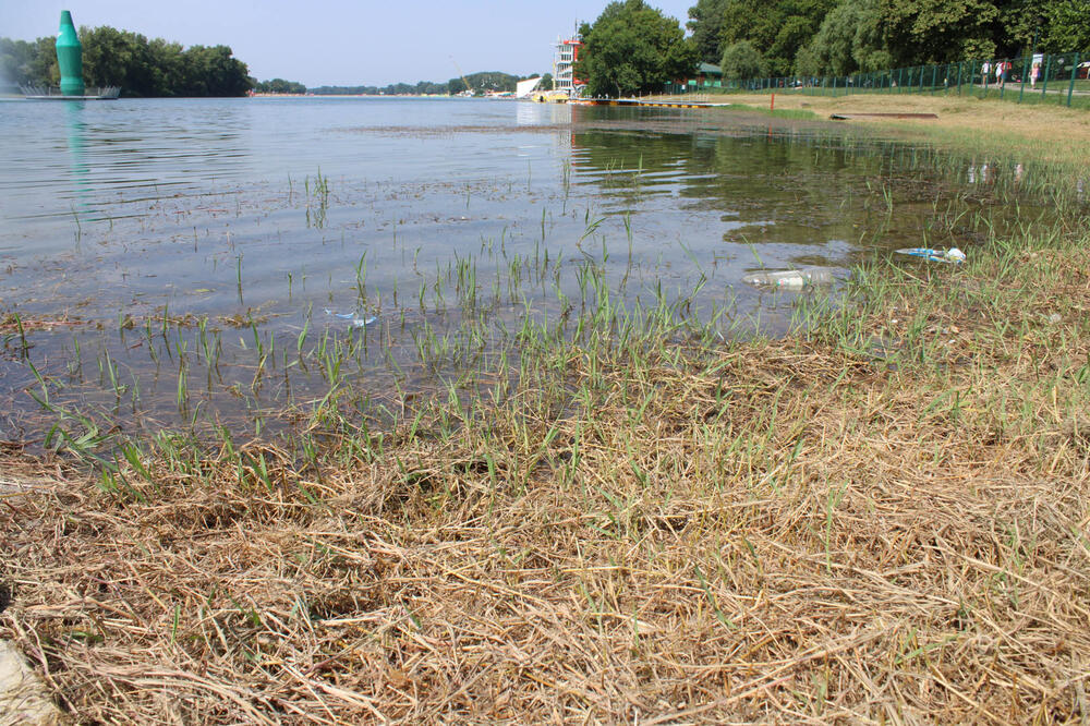 NA ADI CIGANLIJI SE POJAVILE OGROMNE ŽIVOTINJE: Dvljina usred Beograda, šok prizori! (VIDEO)