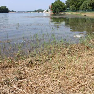 NA ADI CIGANLIJI SE POJAVILE OGROMNE ŽIVOTINJE: Dvljina usred Beograda, šok prizori! (VIDEO)