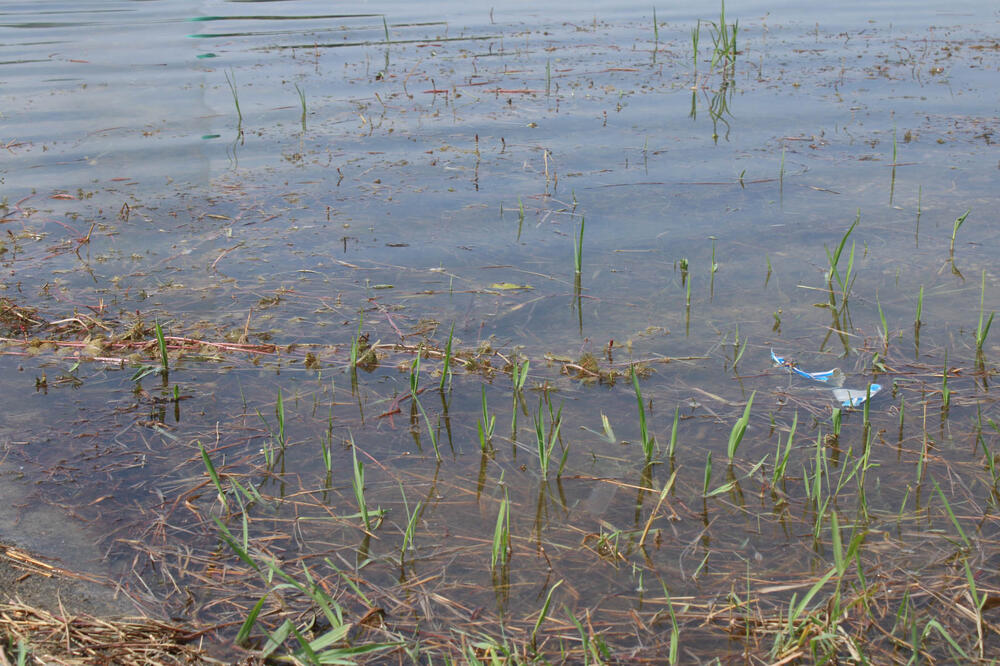 OPREZ ZA SVE KUPAČE NA ADI CIGANLIJI: Evo šta se sve nalazi u Savskom jezeru, NEĆETE VEROVATI BUKVALNO! (VIDEO)