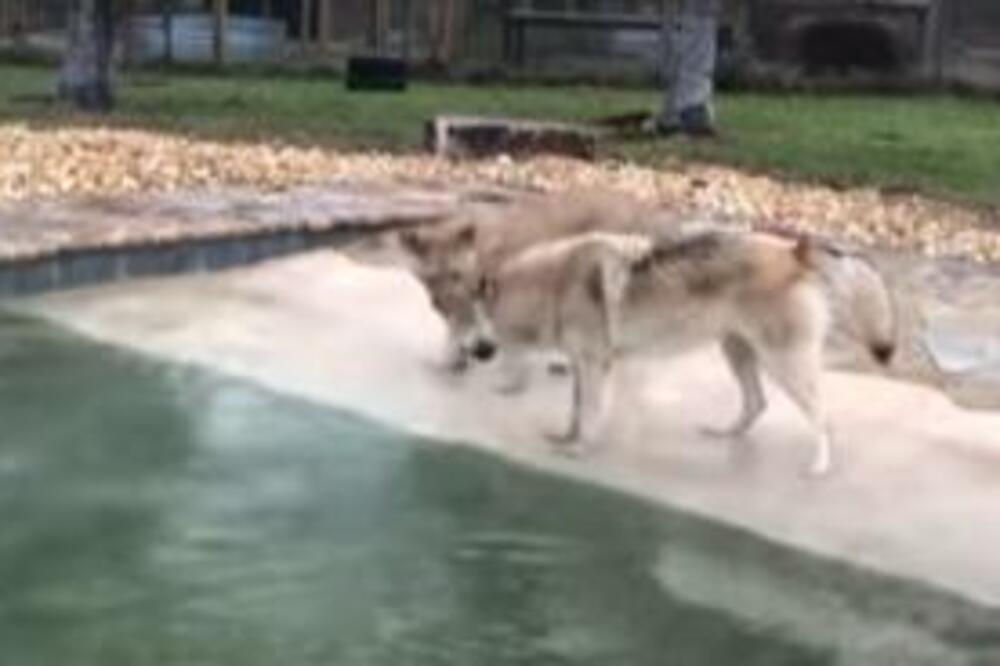 MLADUNCI OPASNIH ZVERI SU UŽIVALI U IGRI, DO JEDNOG TRENUTKA: Uverite se i sami (FOTO)