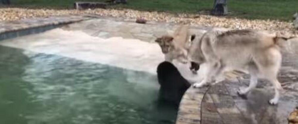 Medved otišao u bazen