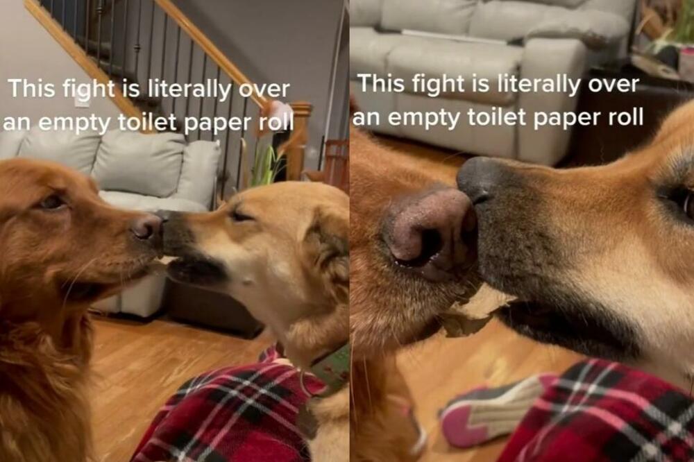 BUKVALNO NAJSLAĐA SVAĐA KOJU ĆETE IKAD VIDETI: Izbila je oko prazne ROLNE TOALET PAPIRA, vidite TE NJUŠKICE! VIDEO