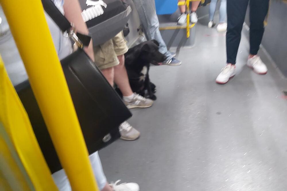 NAJJAČI PAS U BEOGRADU: Vozi se autobusom kao da je NJEGOV, ljudi ga teraju, on ih KULIRA! (VIDEO)