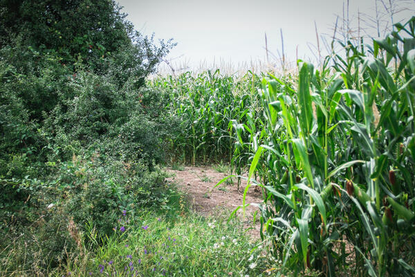 JEDNA BILJKA RASTE SAMO U VRANJU I NIGDE VIŠE NA SVETU: Kilogram košta 300 dinara i koristi se kao DELIKATES