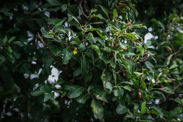 MOĆ DRVEĆA PO NARODNOM VEROVANJU: Korenje jednog nikako ne sme da uđe POD KUĆU, ostaće PUSTO SVE!