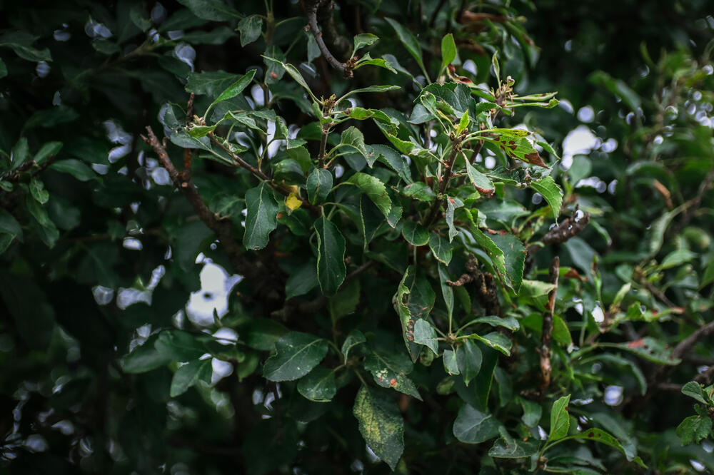 MOĆ DRVEĆA PO NARODNOM VEROVANJU: Korenje jednog nikako ne sme da uđe POD KUĆU, ostaće PUSTO SVE!