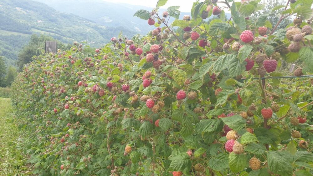 Maline, Malina