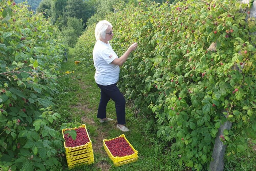 CRVENO ZLATO KAO DIJAMANTI: U Srbiji već licitiraju ovogodišnju otkupnu cenu, ali se traga i za BERAČIMA